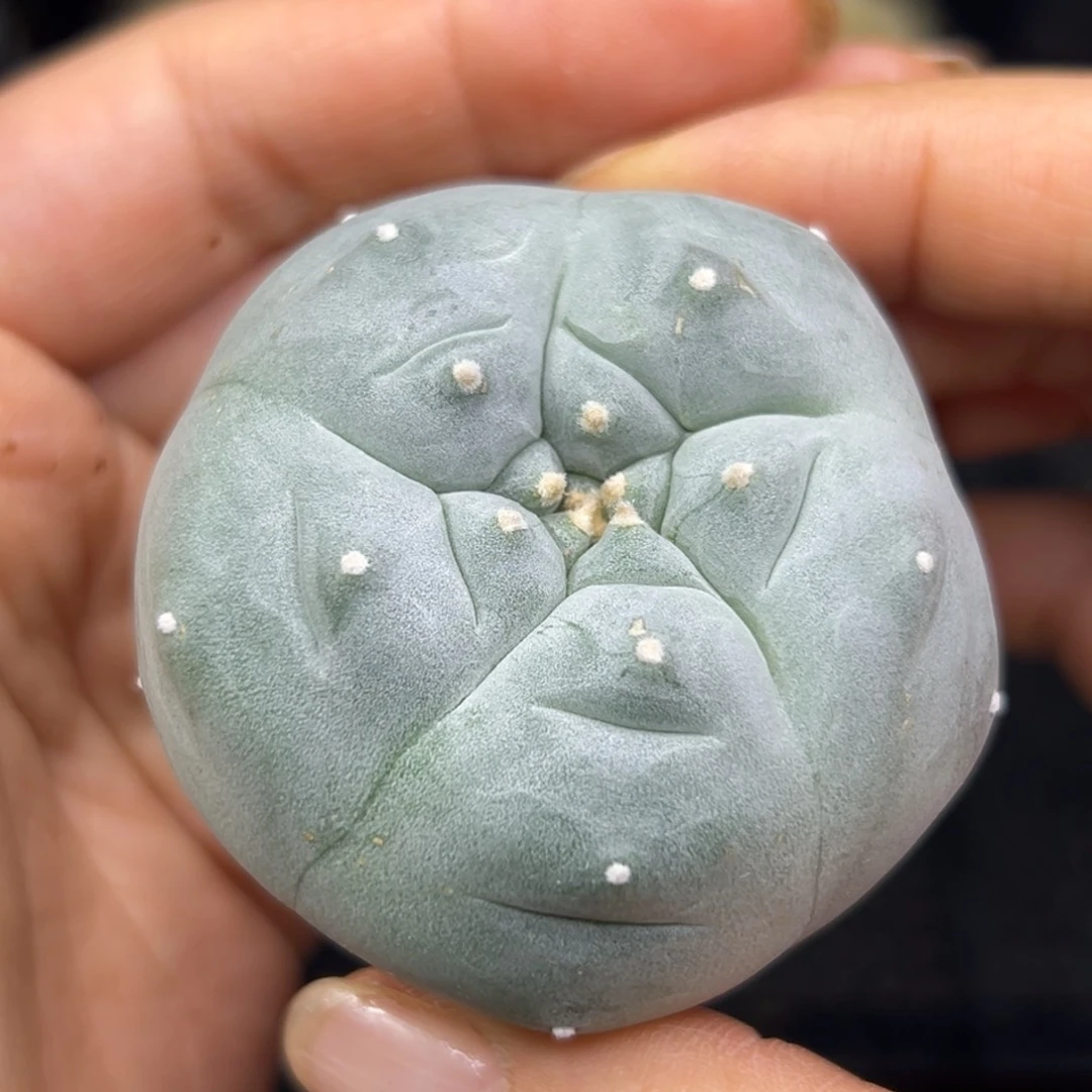 554 有根 仙人球的世界