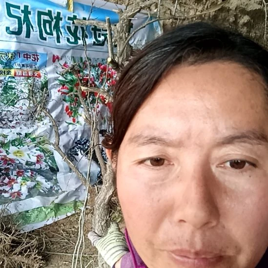 倾***姐完全开放枸杞树一颗