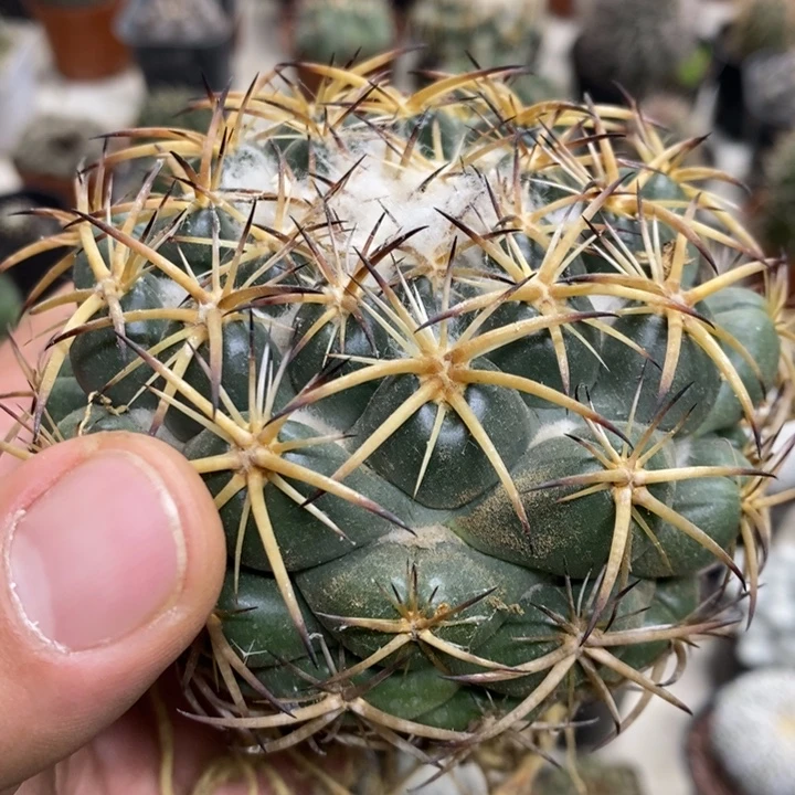 大号天丝象牙特价