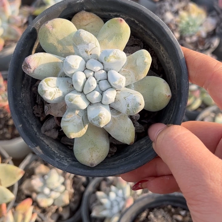 276拇指哈哈哈哈哈哈