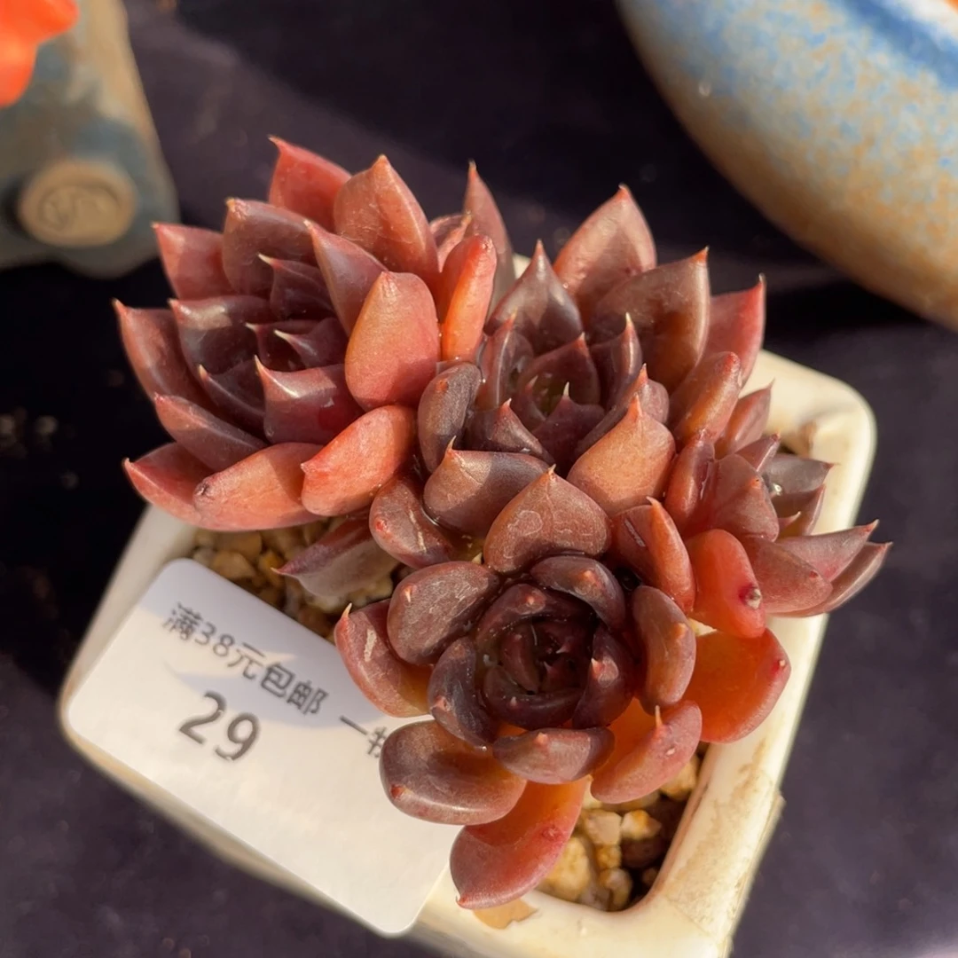 29黑王子四头多肉植物