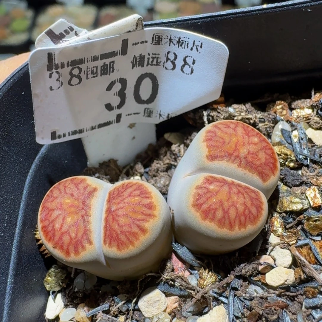 Ssss清货清货了30