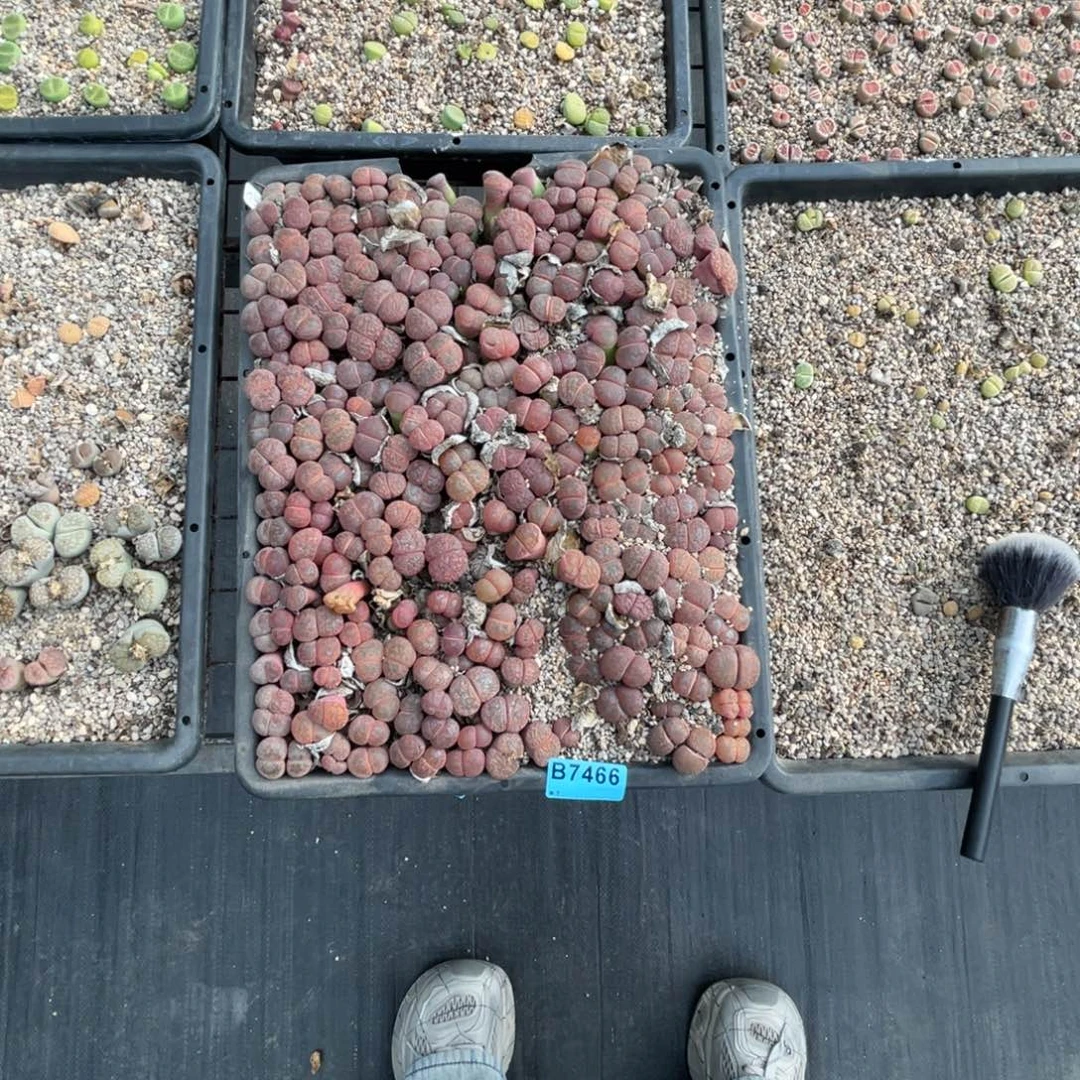 o***07466筐福利不售后