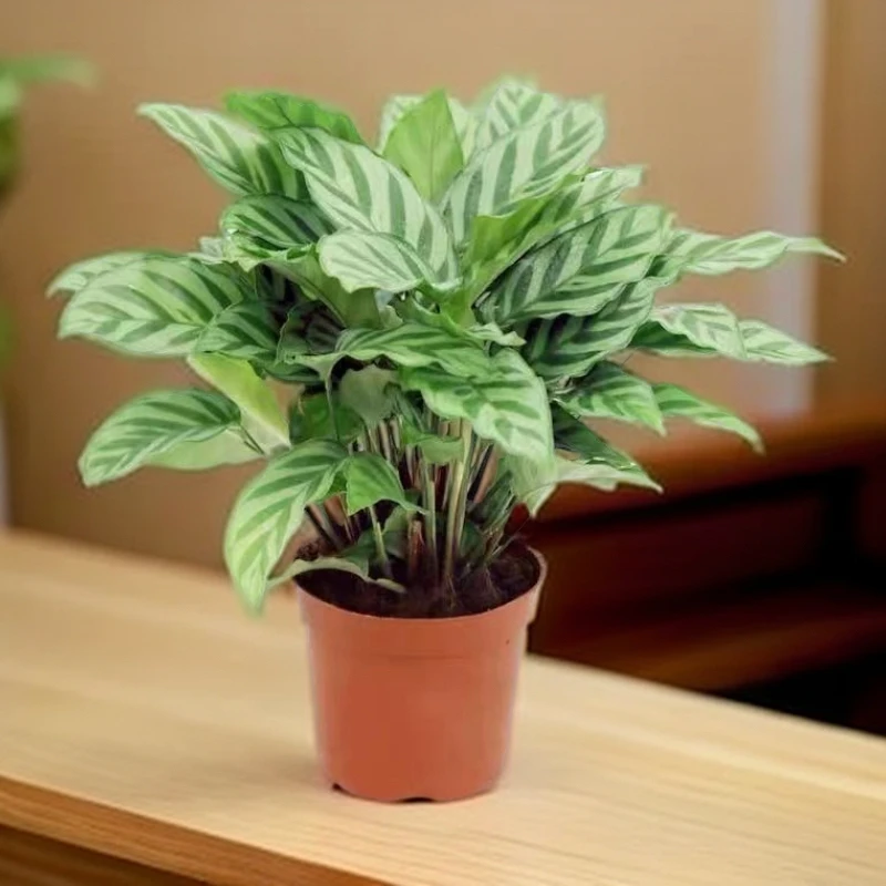 翠叶竹芋四季常青室内绿植盆栽好养净化空气客厅甲醛办公室植物