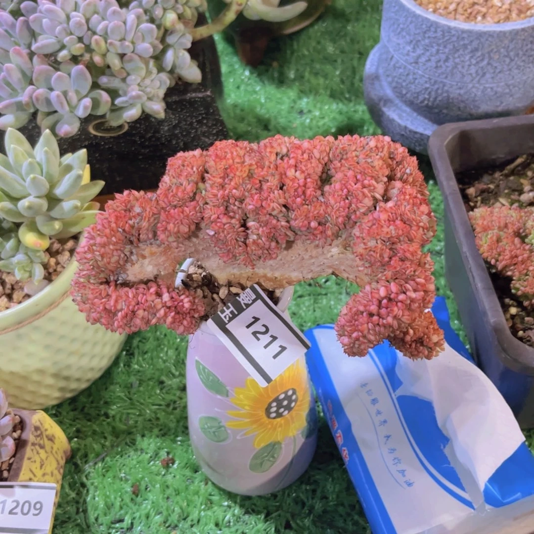 粉姬莲多肉植物1211