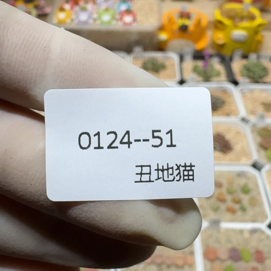 星****）0124-51一包颗粒