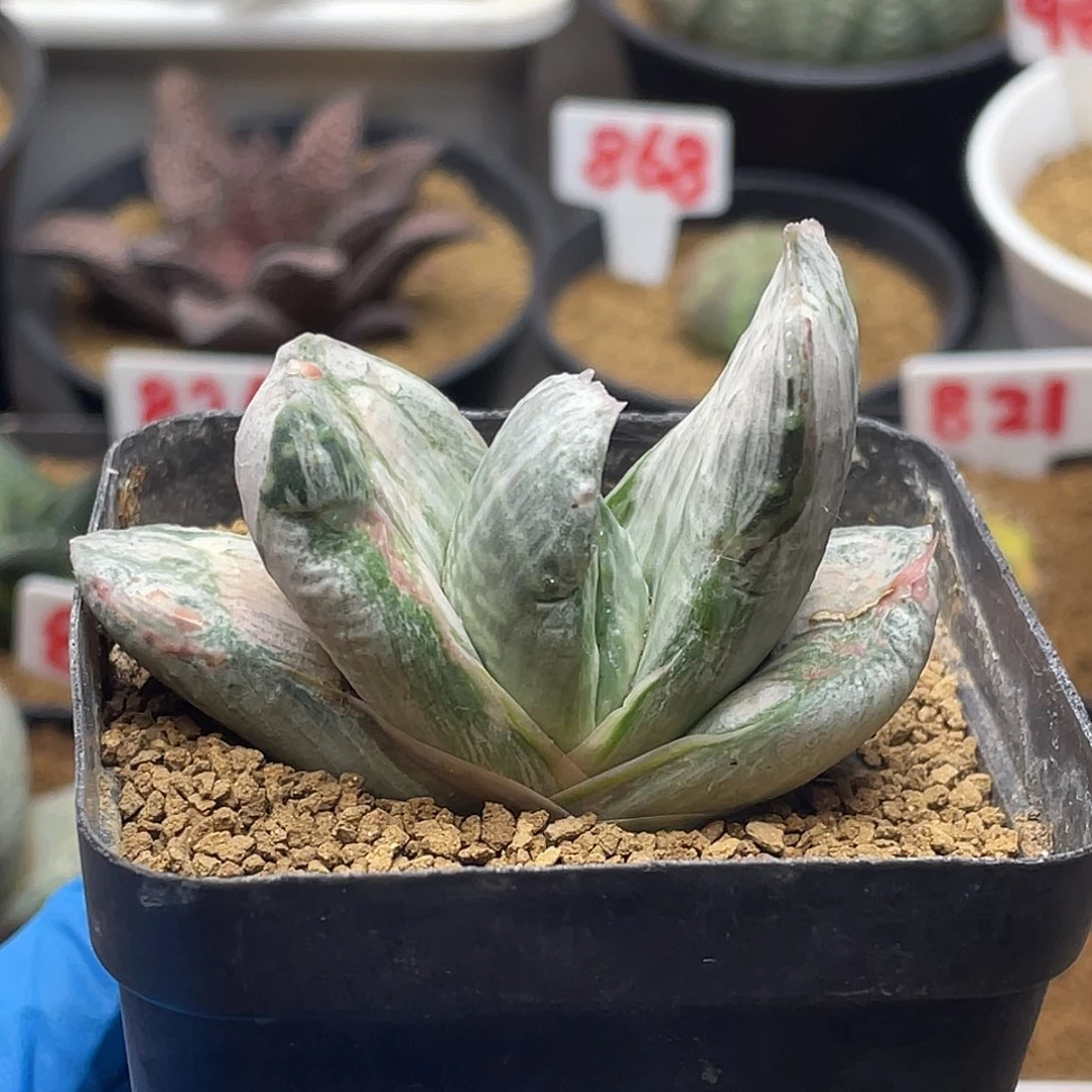 实生短叶血纹白锦卧牛