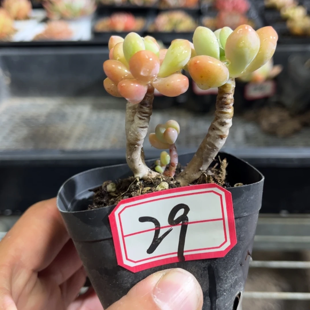 29号泡泡糖只发新疆