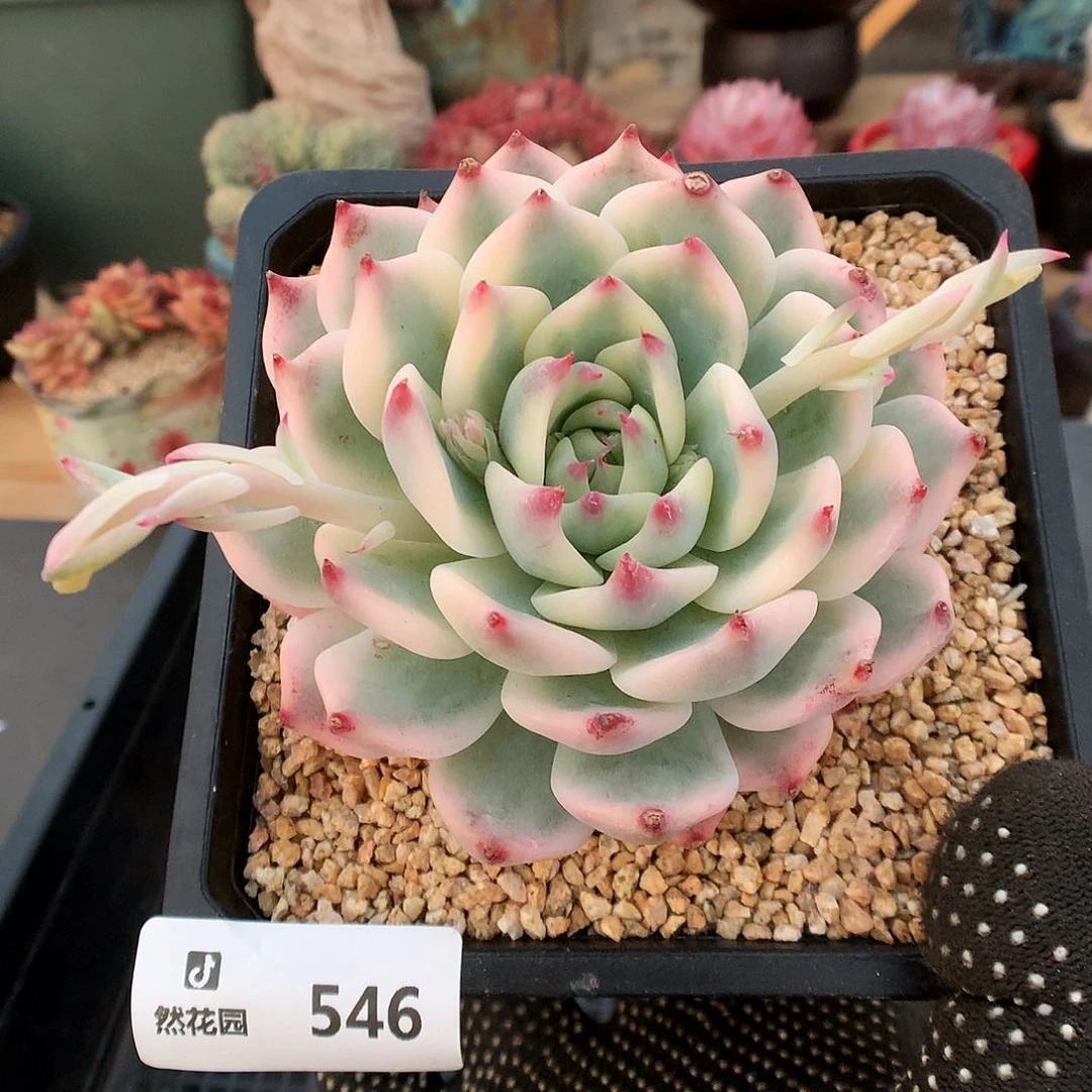 546吉娃娃锦多肉植物
