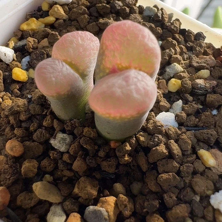 多肉......102.........