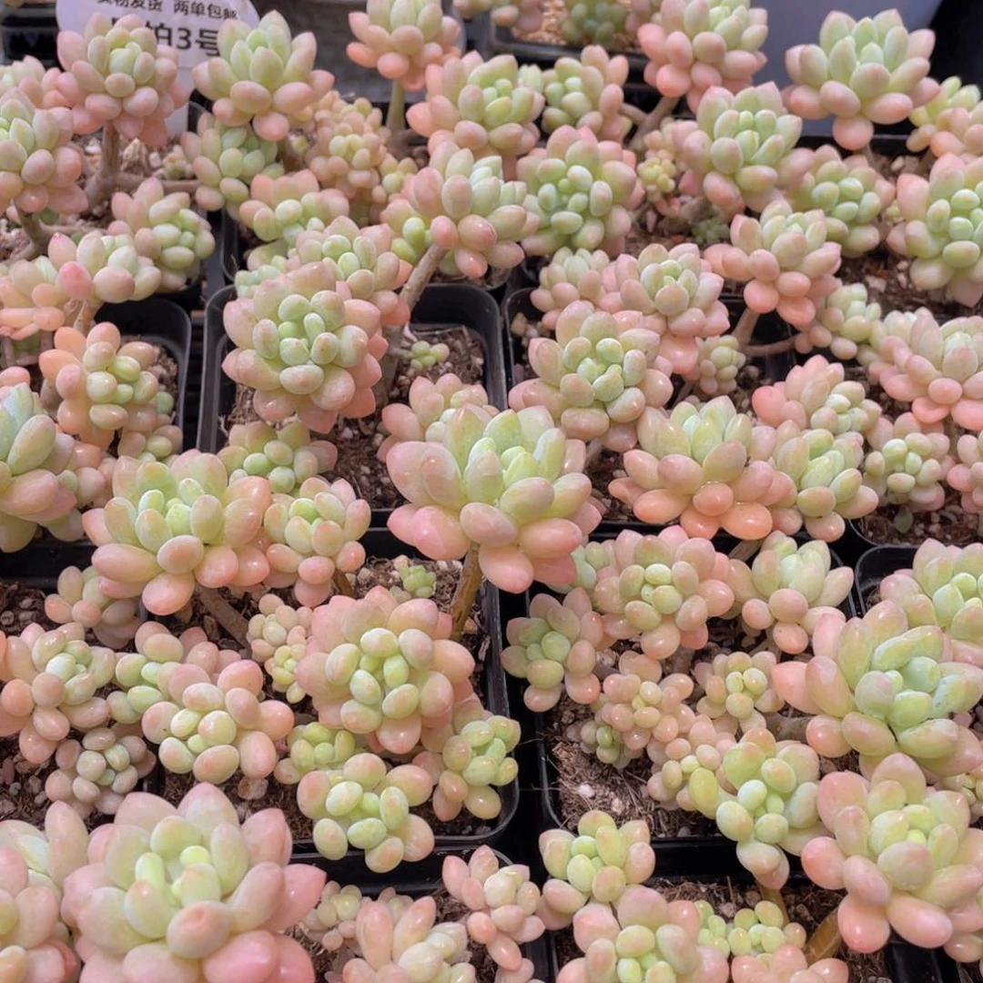 量拍3号 小仙女鱼子酱多头群一个