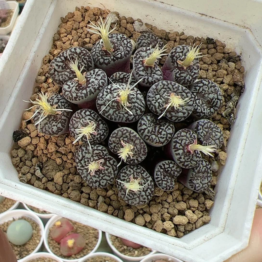 【闪购商品】83 秒