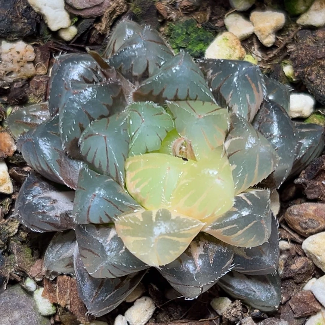 恭喜发财大吉大利0355