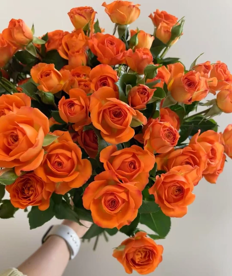 多头玫瑰橙色芭比泡泡-云南鲜花 顺丰包邮