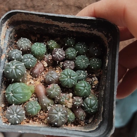 当前无花栽培后可以开花103一盆苗