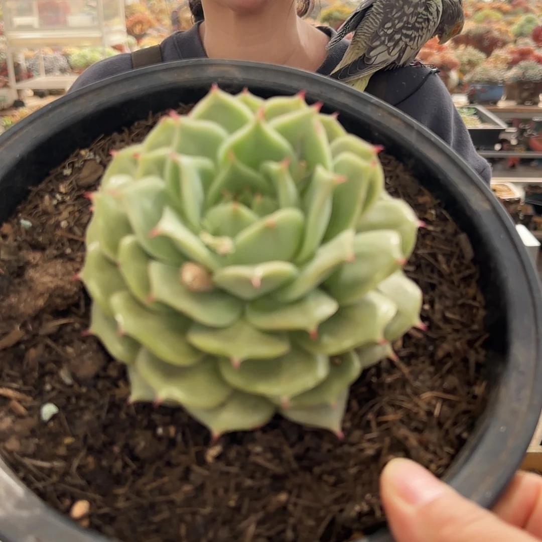 紫*晶紫水晶，白瓷娃娃99.9   肉