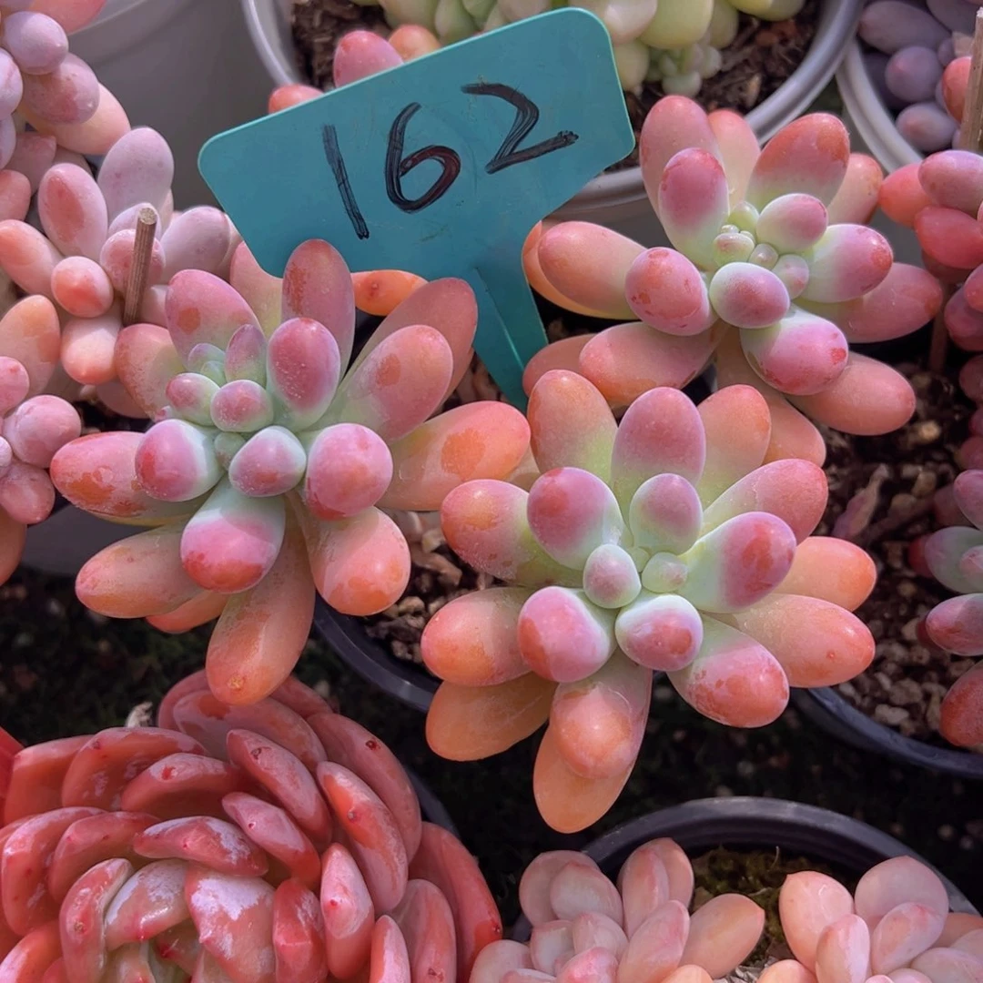 香玉的故事是一个人的