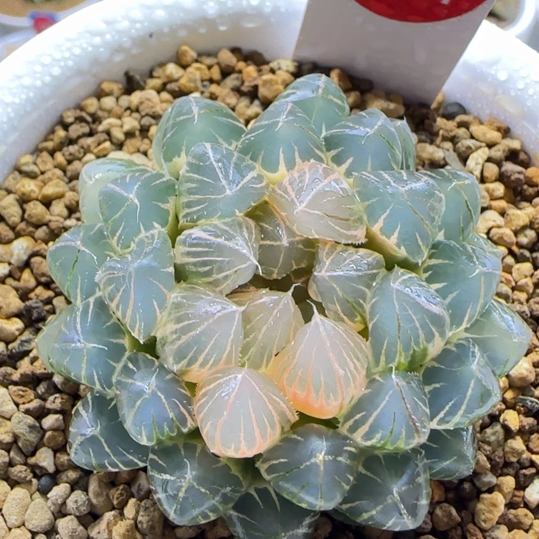 224号霓虹灯糊斑一物一拍带盆土