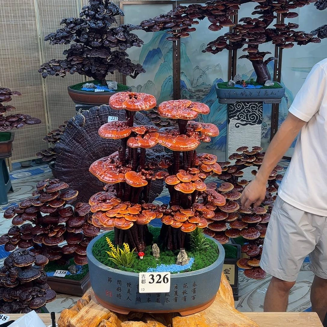 无花朵888888888888