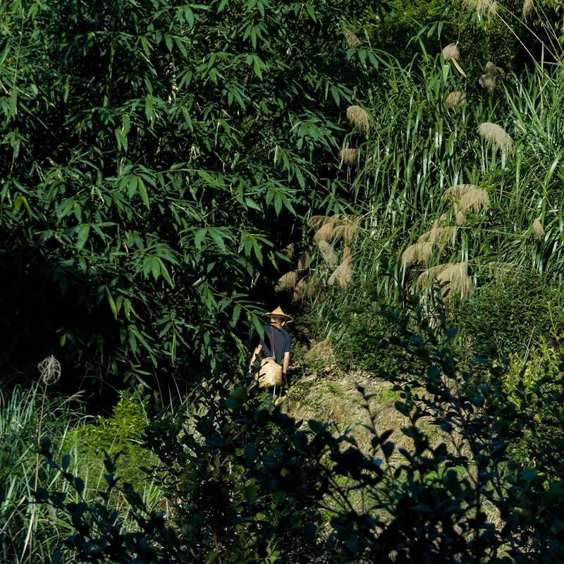 林贵德的野放茶每月9号发2款上等野放茶各2泡 全年48泡玩家级好茶