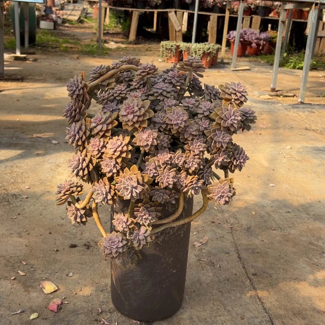 露养老桩脱土裸根阿伦培