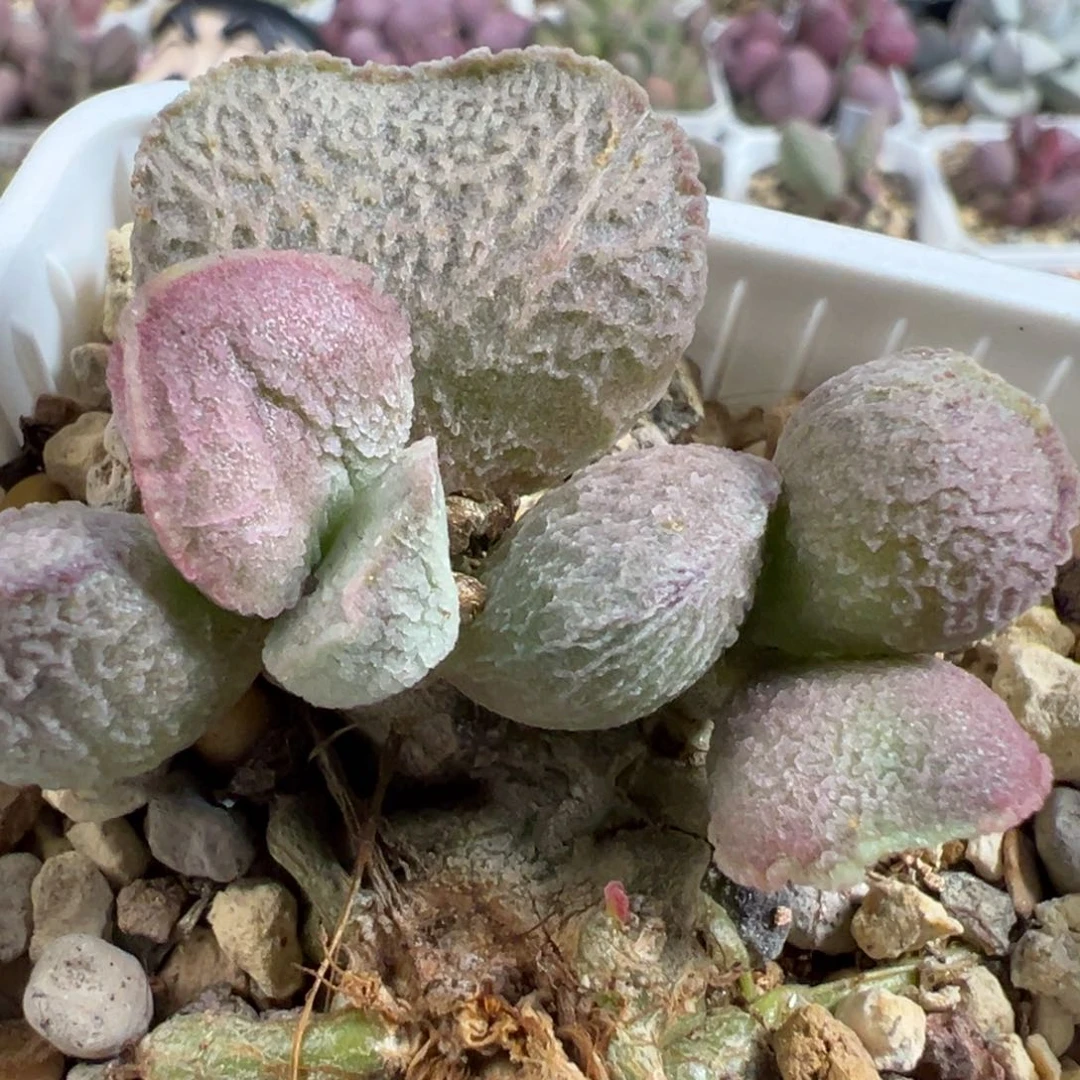 无花朵粉姬磨砂蛋多头纯木质桩多肉植物