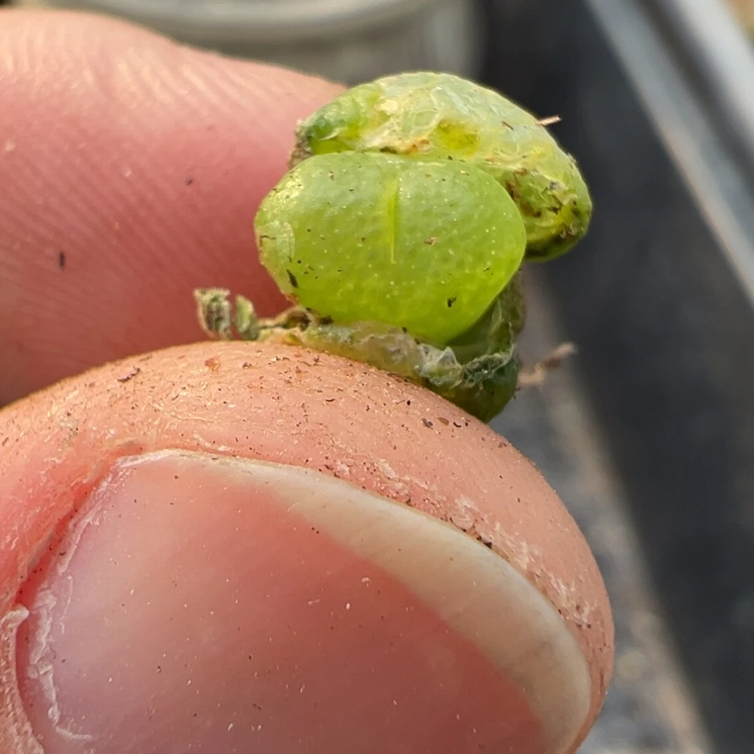 17-11量拍cr1342勋章一颗