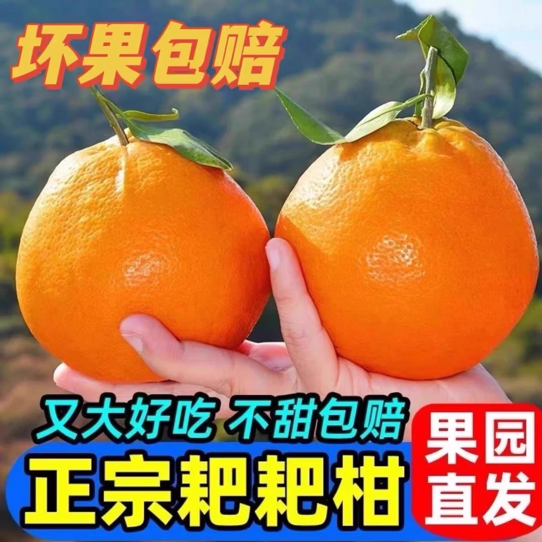 正宗四川耙耙柑春见耙耙柑当季新鲜柑橘应季水果5/8斤