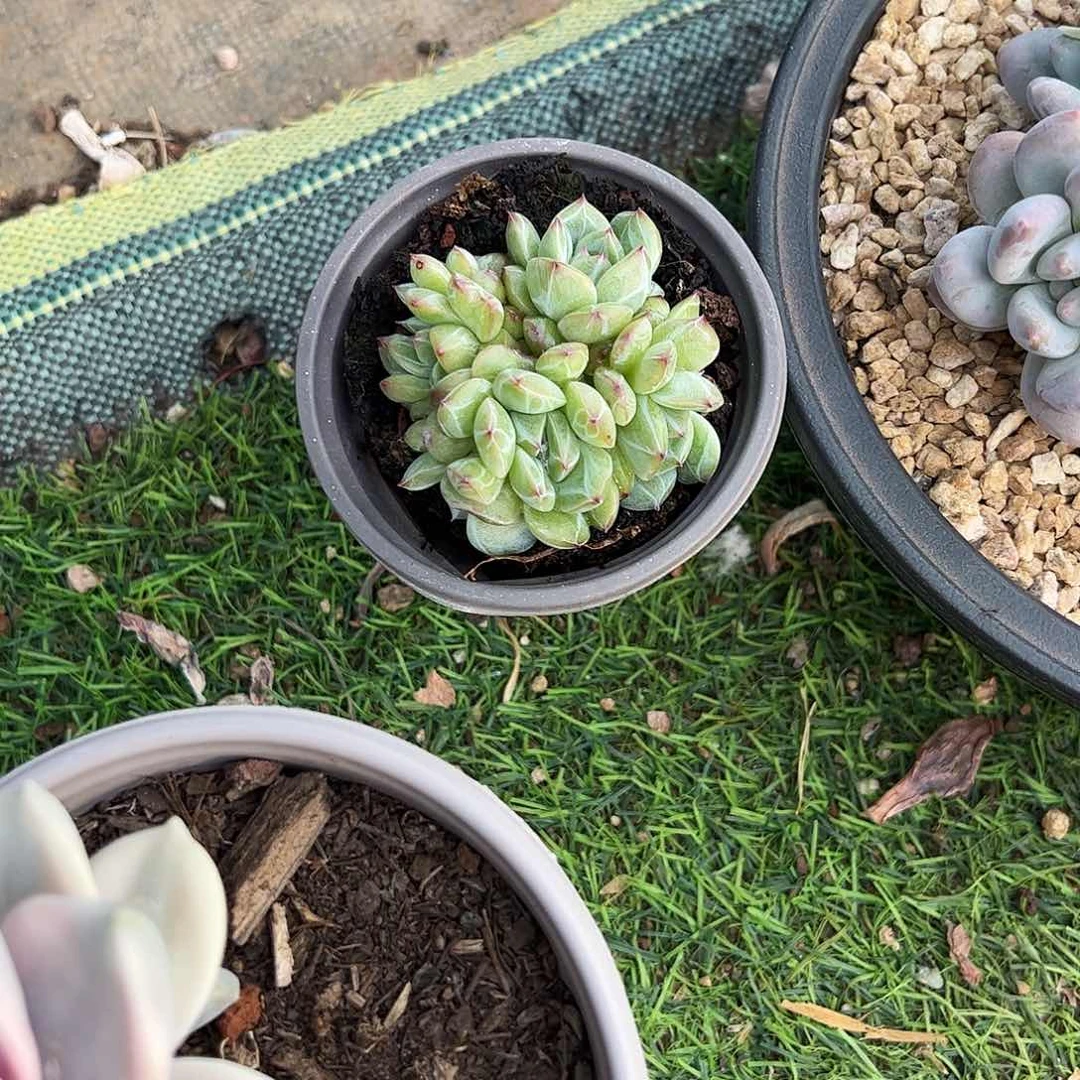 海*源雪花珍妮缀化多肉植物