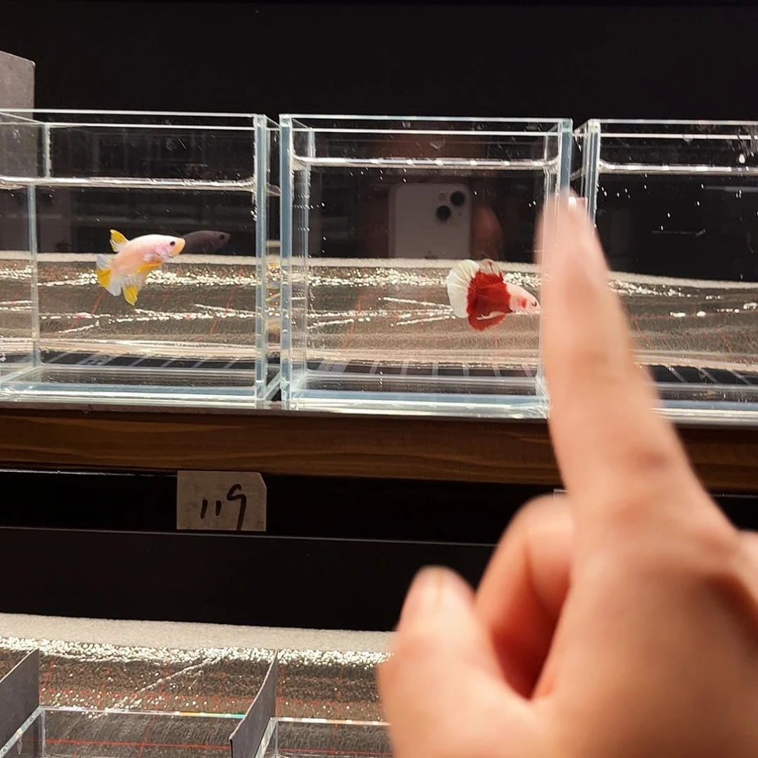 拳****海水鱼宙斯斗鱼竞拍12-14