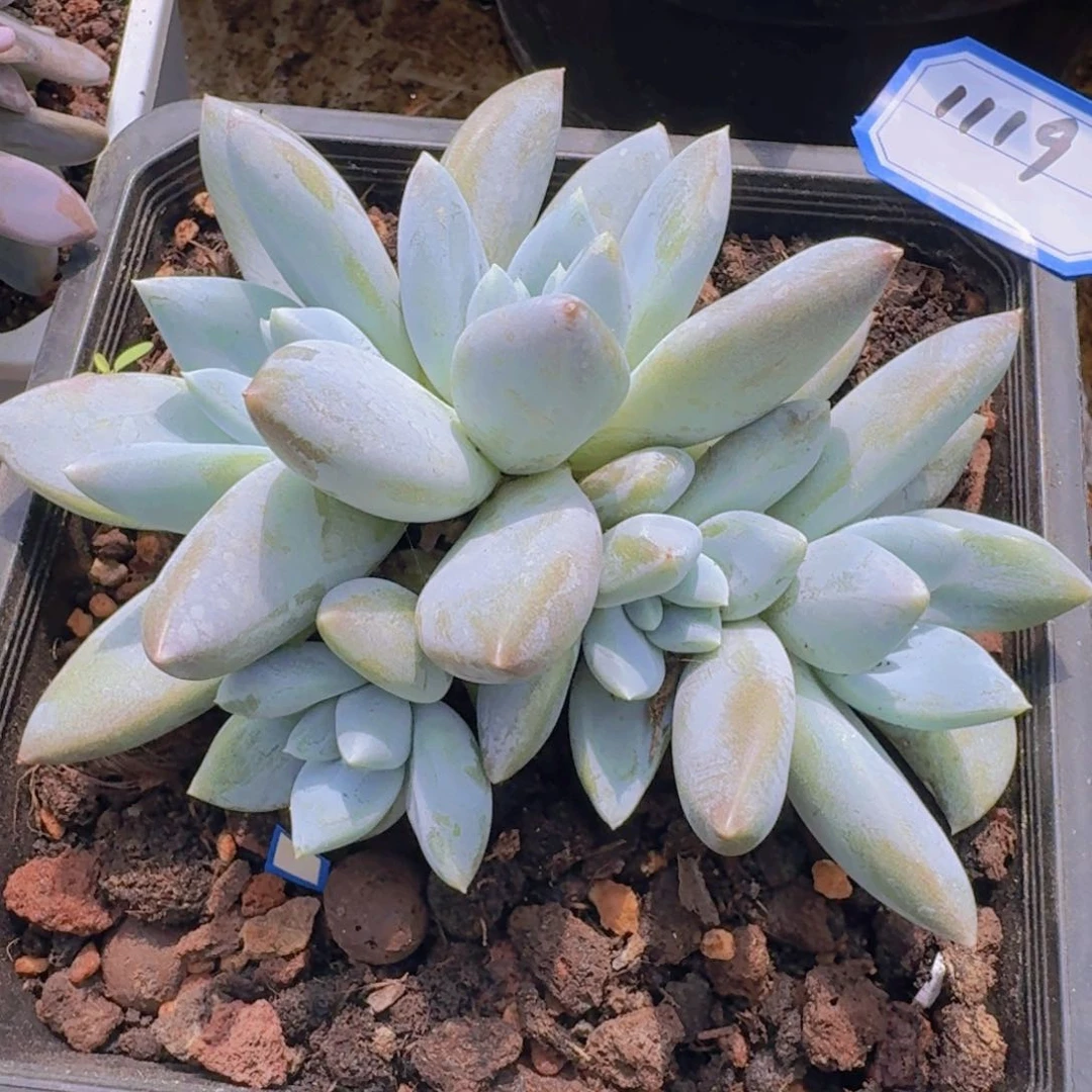 1119伊丽莎白凡艺多肉