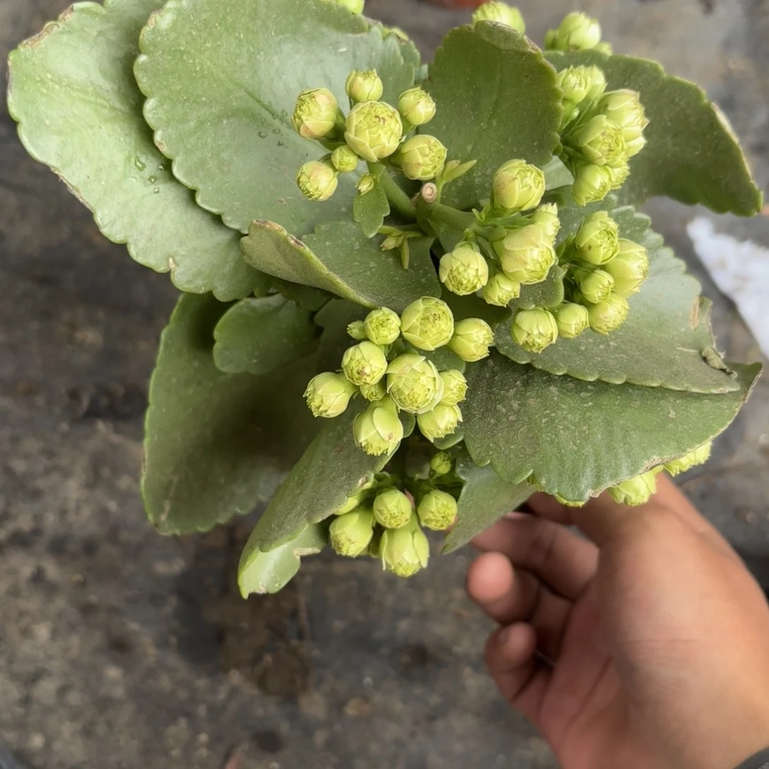 长寿花新疆一单包邮