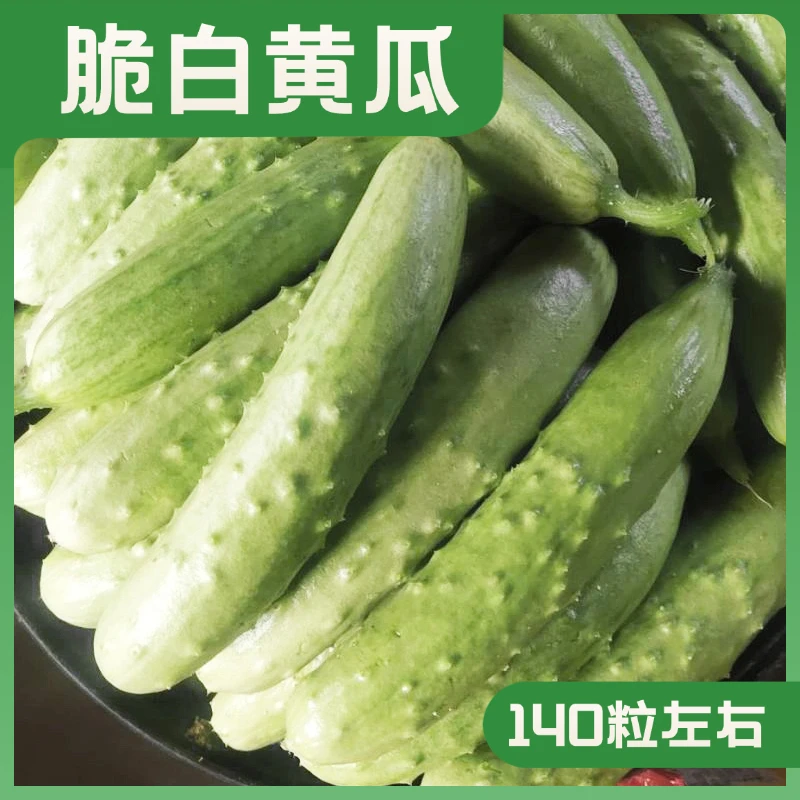 白皮水果黄瓜种子甄选生吃甜脆白黄瓜种籽抗病性强全国春秋季播种