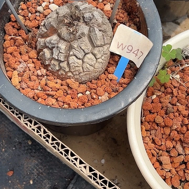 多肉植物专拍 一物一拍 南非龟甲龙947