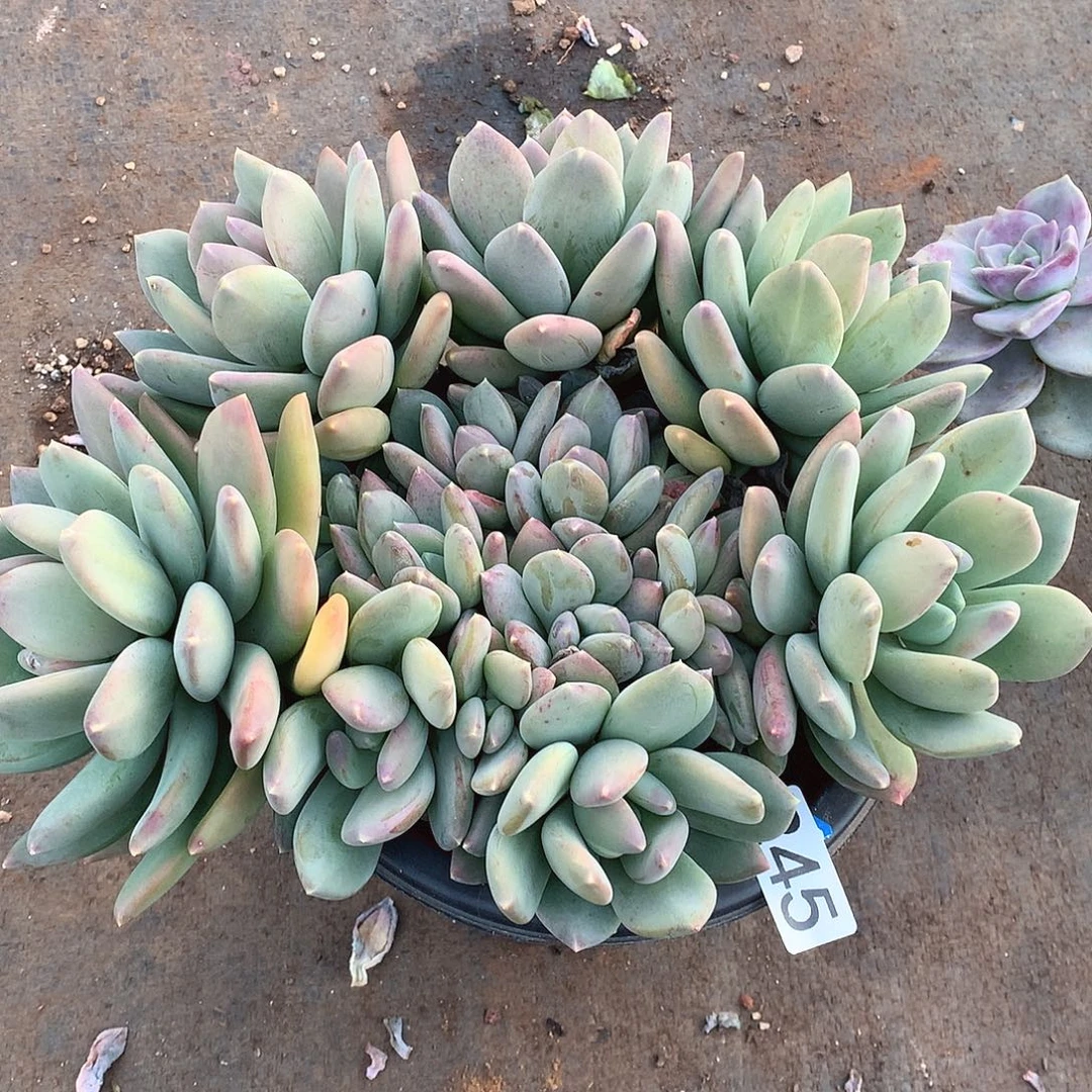 245海洋之星一物一拍多肉