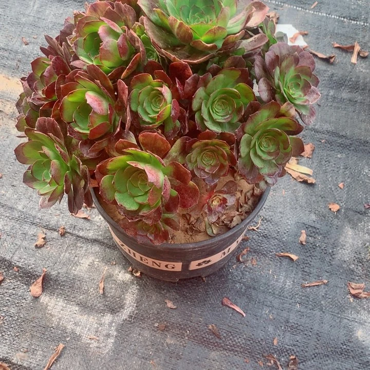 恋****?多肉植物651黑骑士