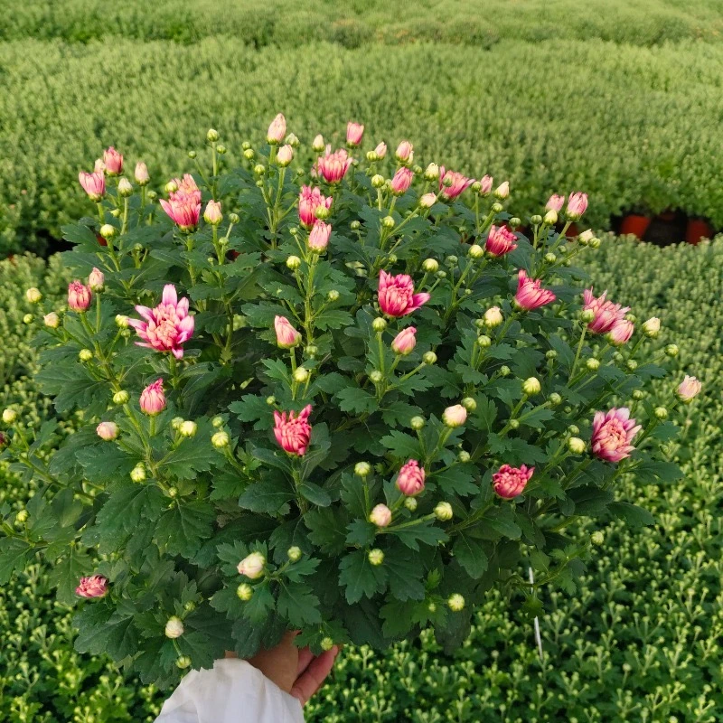 欢歌球菊小雏菊荷兰菊(花期长 颜值高)庭院阳台开花植物