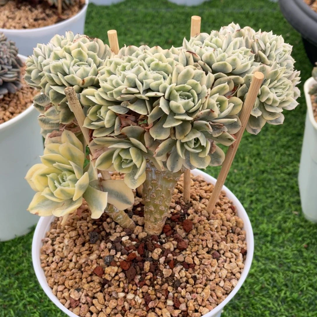 安娜玫瑰锦缀化多肉植物