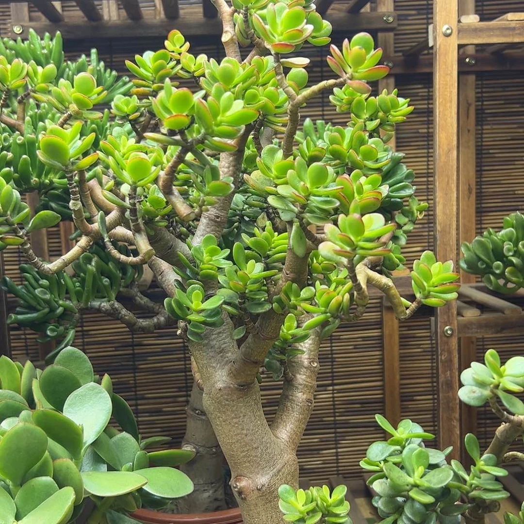 老桩姬红 一物一拍 不退不换