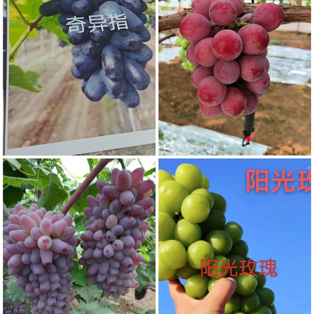 混搭品种 早中晚熟