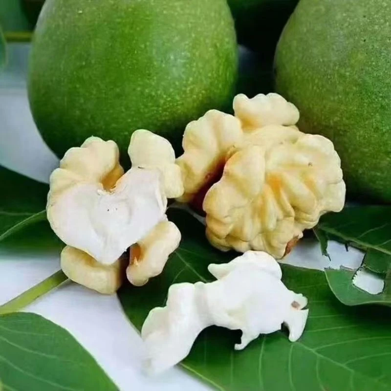 贵州高山新鲜油香核桃现剥现发