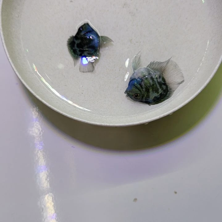 鹦鹉鱼瑕疵漏腮宝蓝色迷你鹦鹉鱼