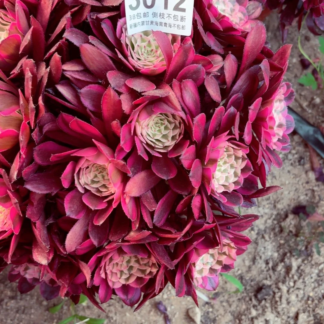 1棚法师00000003012