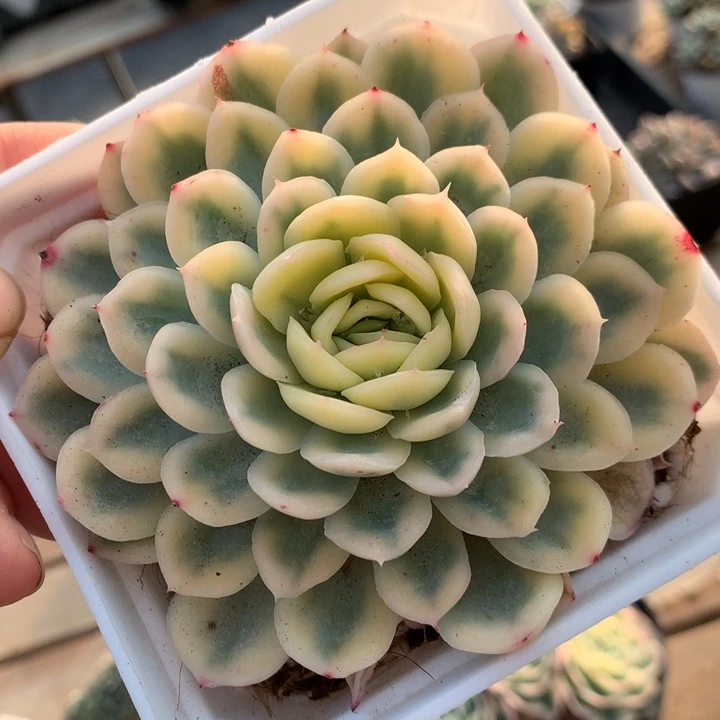 无花朵草莓冰锦母本