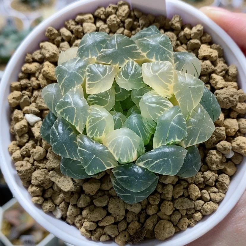 【闪购商品】39糊斑圆头玉露锦