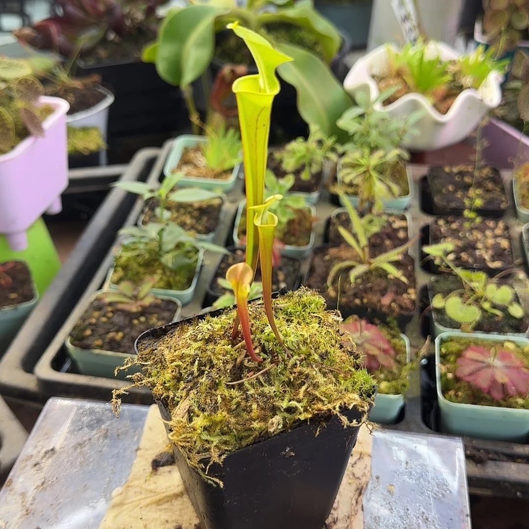 完全开放华丽黄瓶