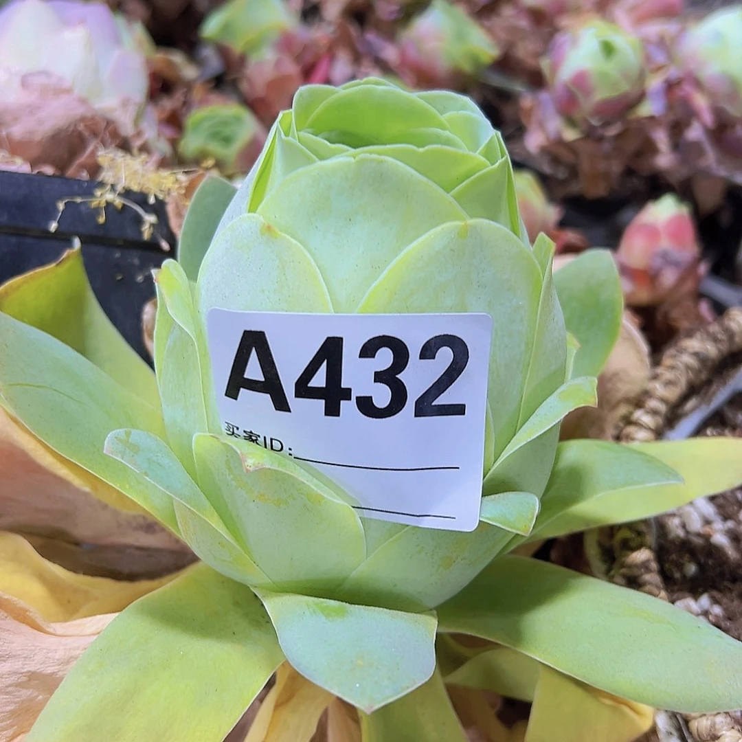 432一物一拍19包邮