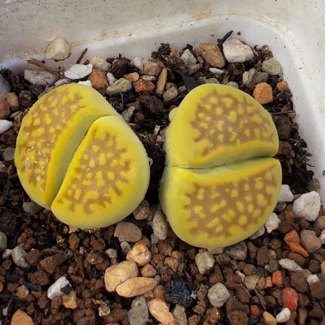 017多肉植物种类和