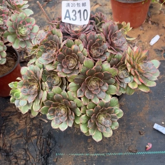 310半夏法师不包断枝