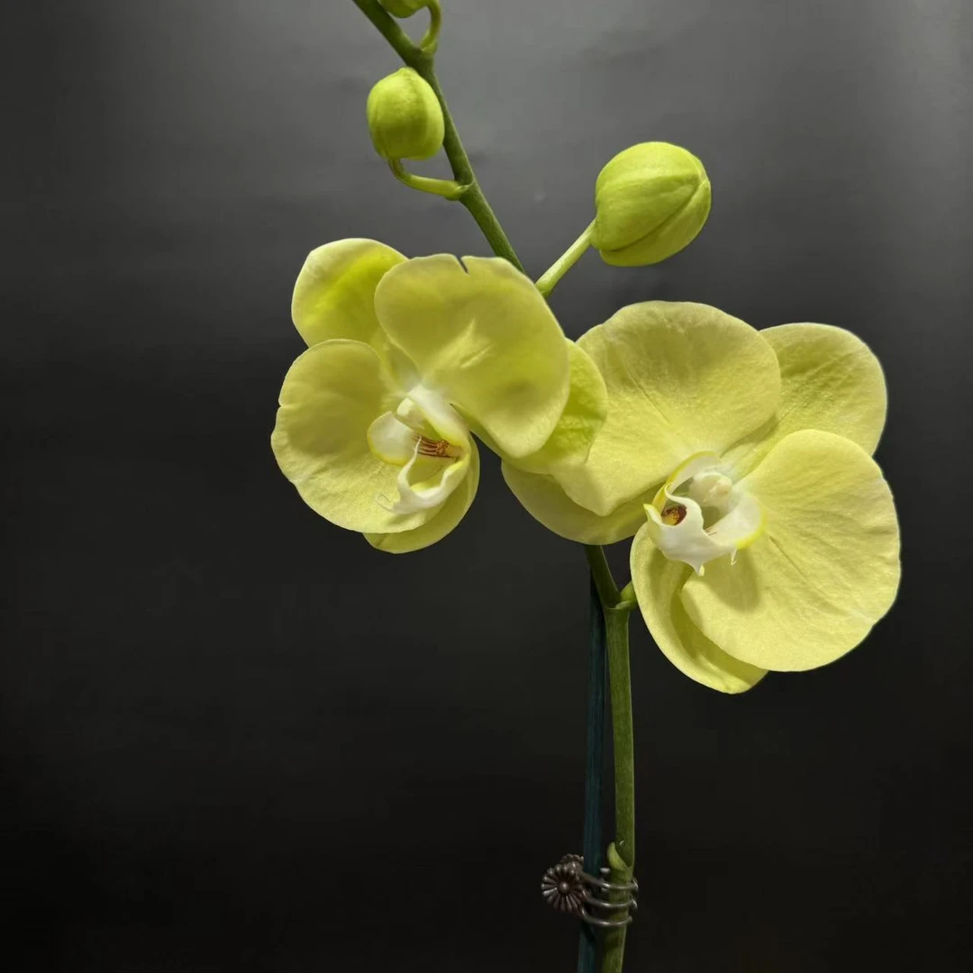 蝴蝶兰[玉格格]带花带苞室内高端盆栽花卉昆明直发